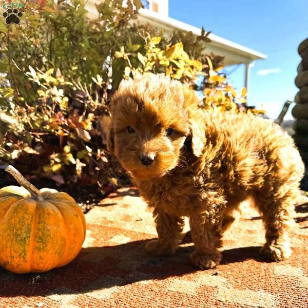 Teddy, Mini Goldendoodle Puppy